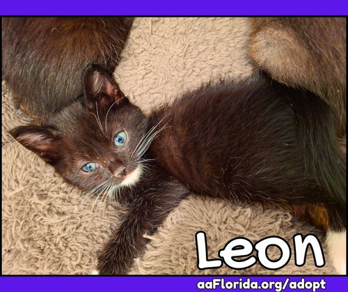Leon