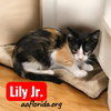 Lily Jr.