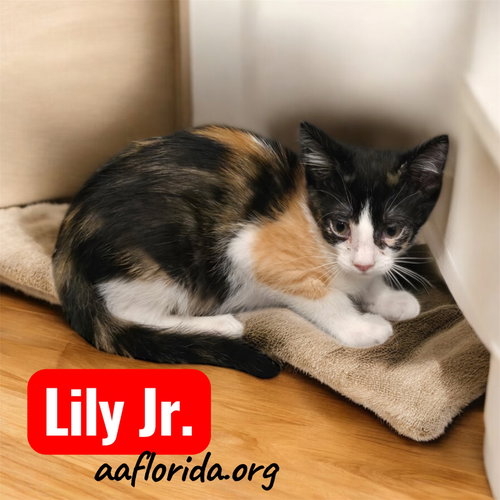 Lily Jr.