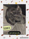 Frankie