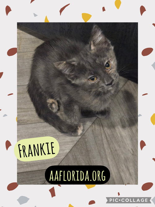 Frankie