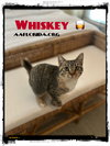 Whiskey