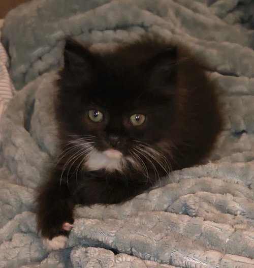 Millie