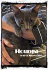 Houdini