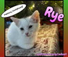 Rye