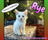Rye