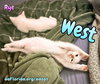 West