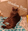 Shadow Blue