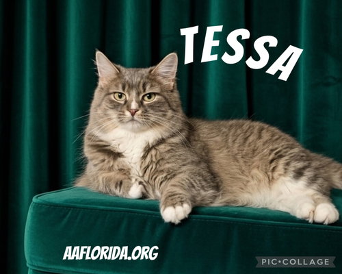 Tessa, an adoptable Domestic Long Hair in Pensacola, FL