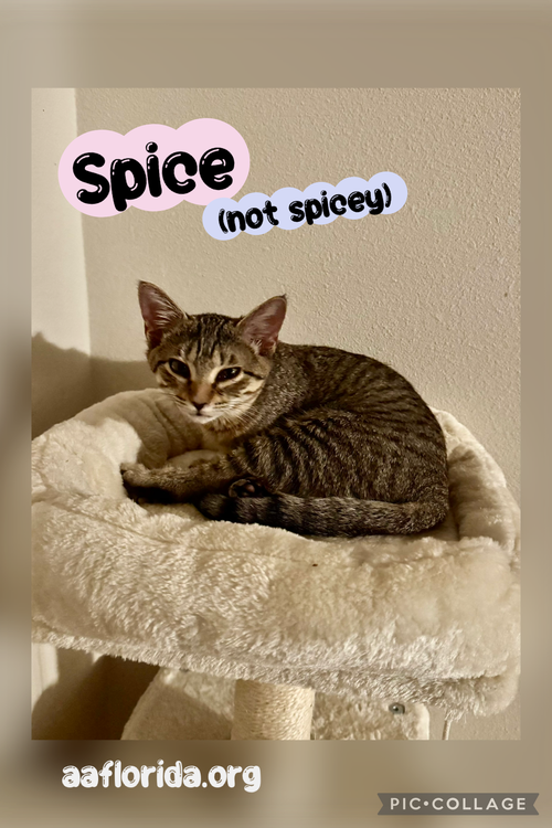 Spice