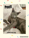 Pouff