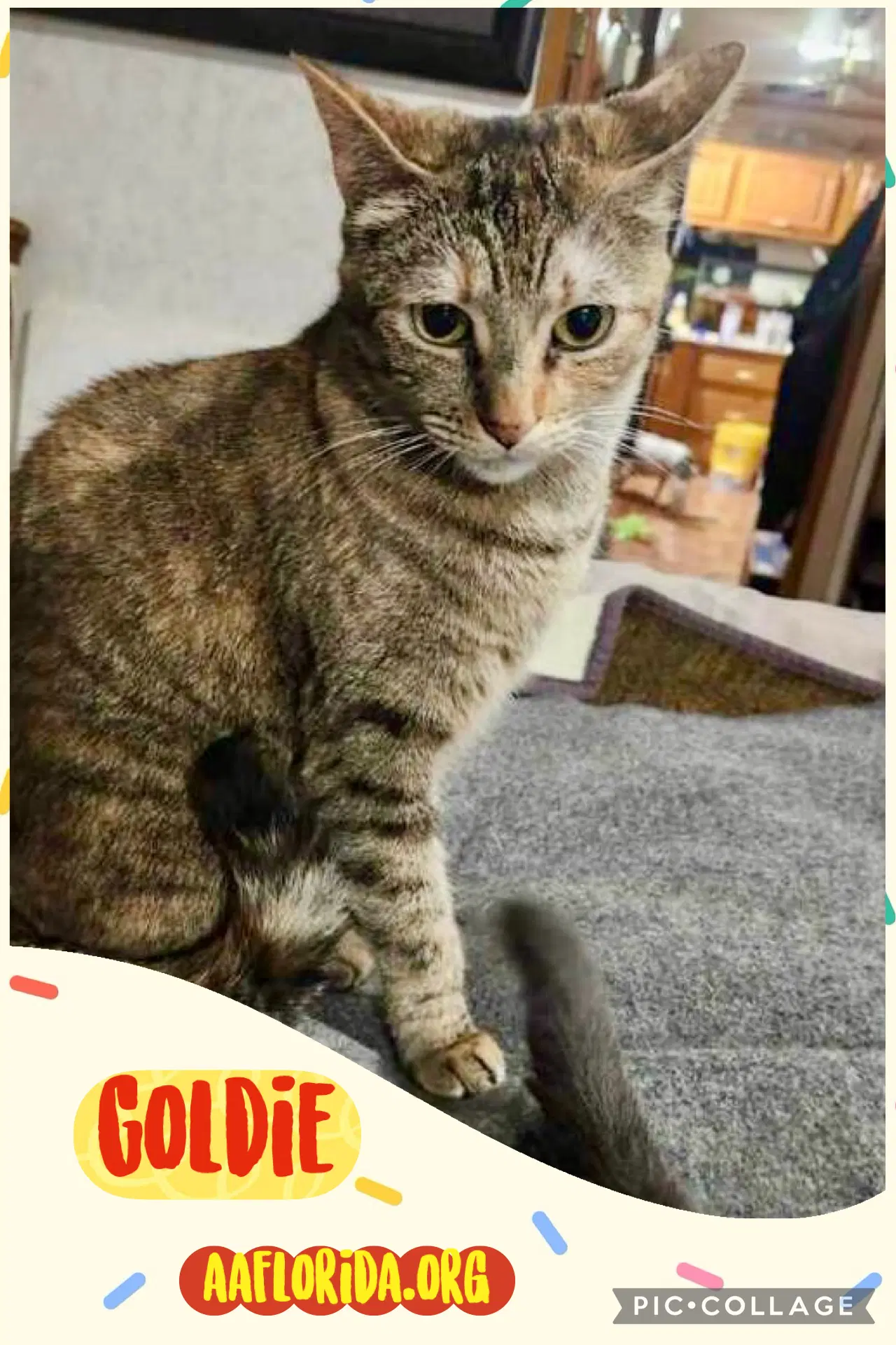 Goldie - Tortoiseshell