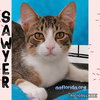 Sawyer