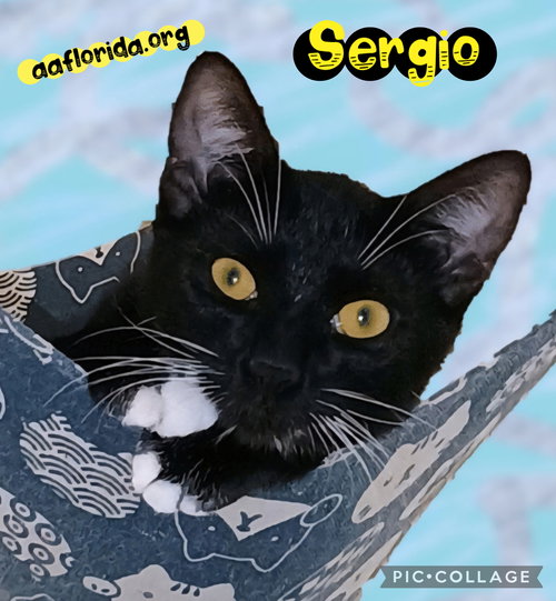 Sergio