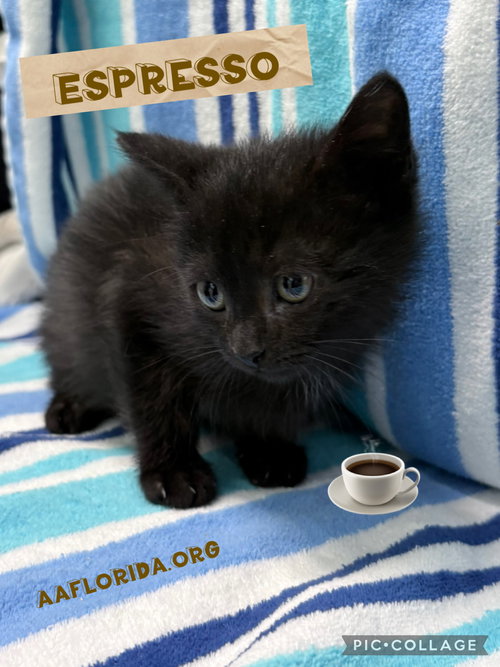 Espresso