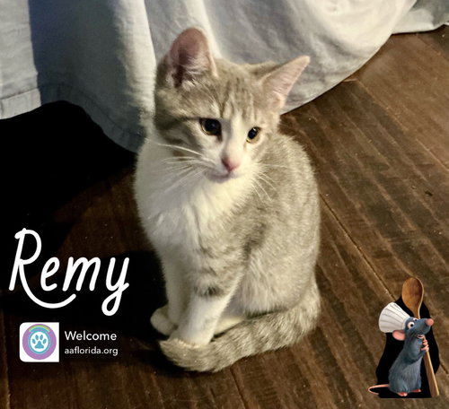 Remy