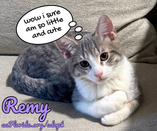 Remy