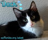 Dack