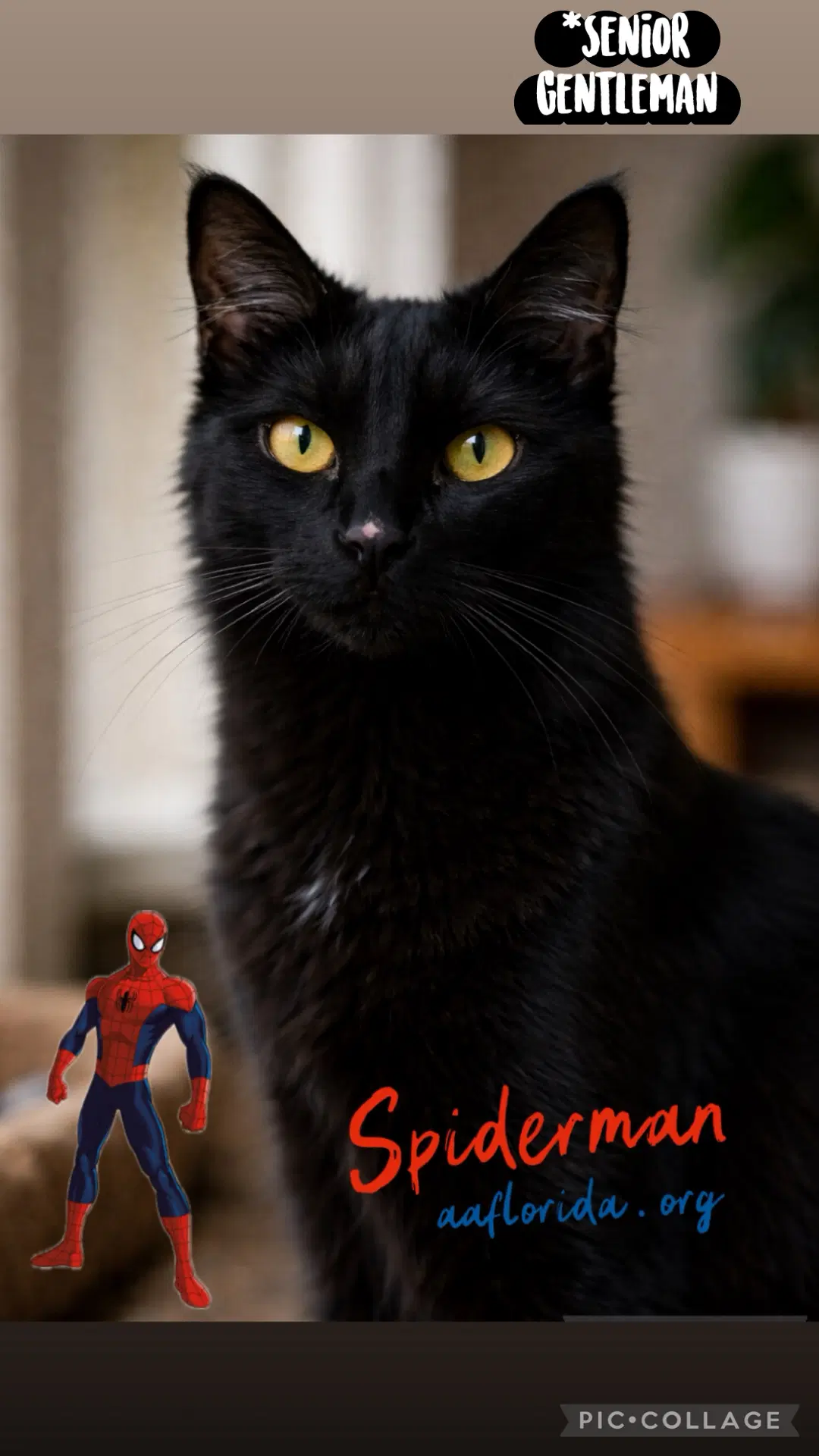 Spiderman - Domestic Medium Hair