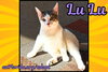 Lu Lu