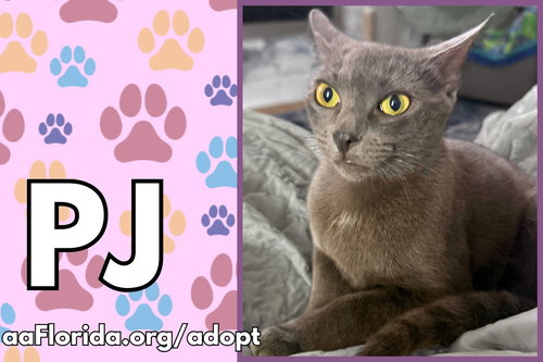 PJ