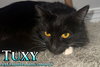 Tuxy