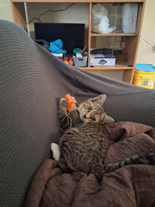 Amara