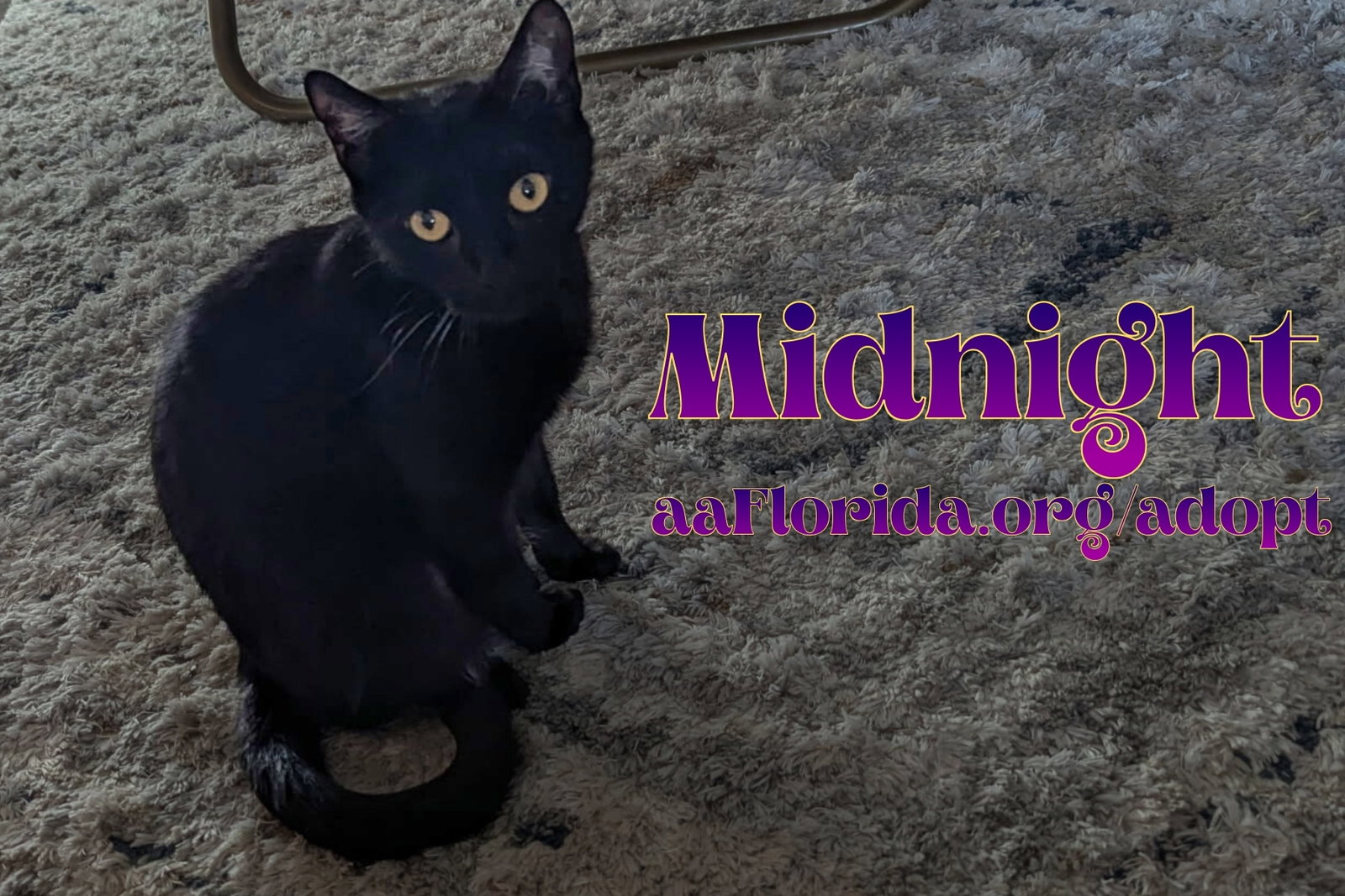 Midnight McKee, photo 2