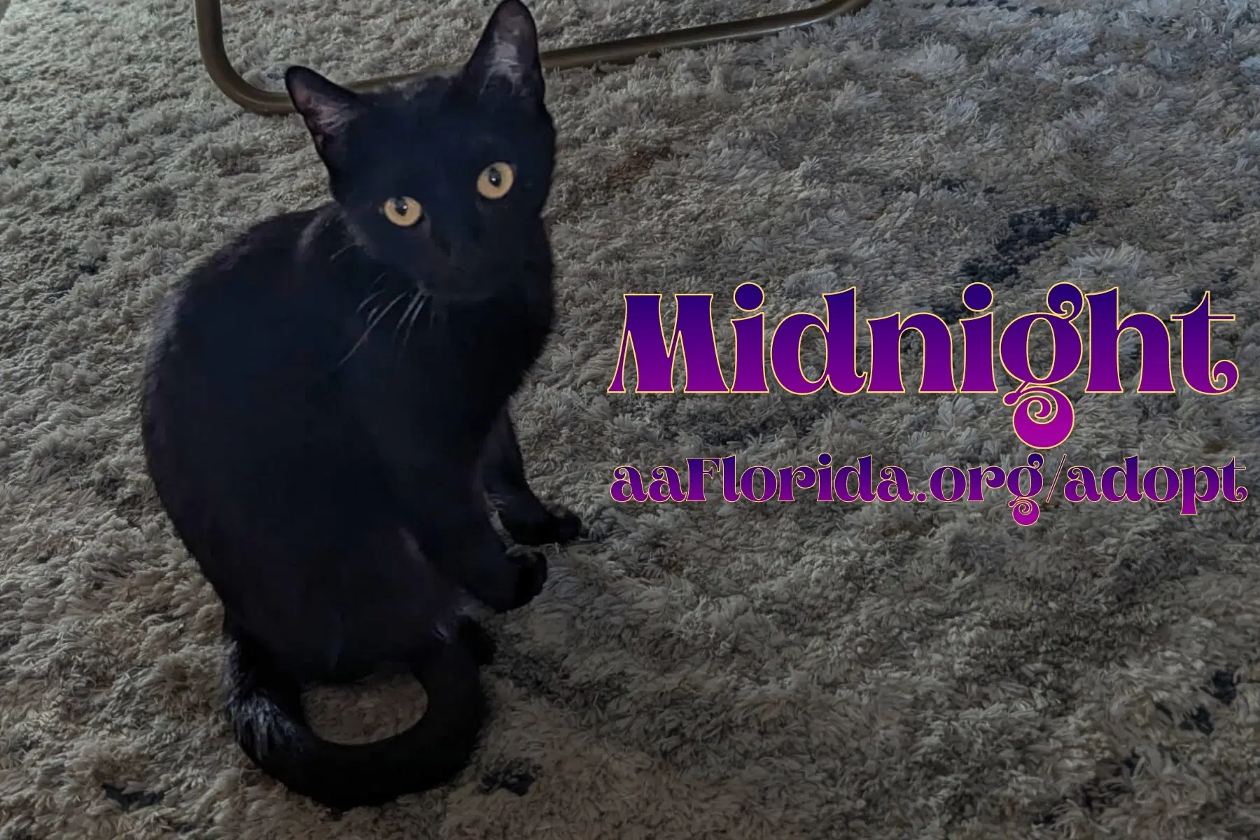 Midnight Mckee image 2