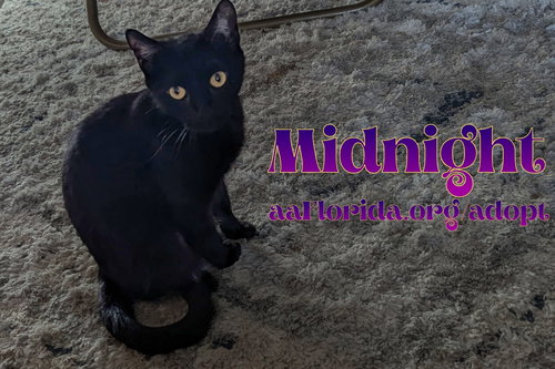 Midnight McKee