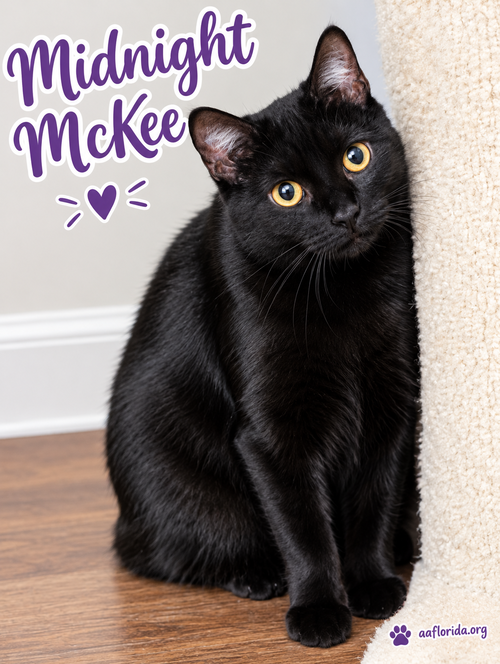 Midnight McKee, a cat for adoption from Animal Allies Florida
