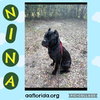 Nina