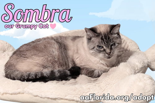 Sombra, Siamese / Mixed, cat for adoption in Pensacola, Florida