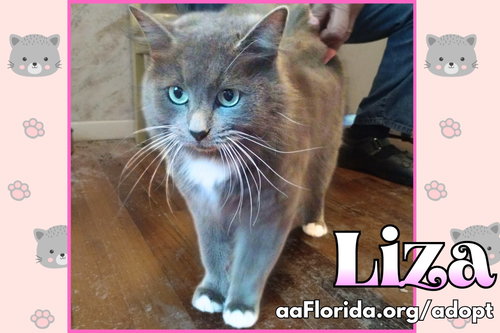 Liza, an adoptable Russian Blue in Pensacola, FL