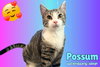 Possum