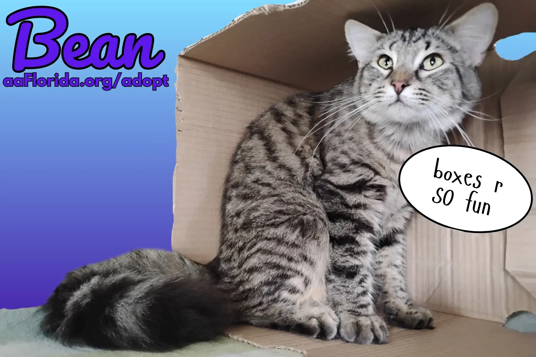 Bean - Domestic Medium Hair