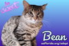 Bean