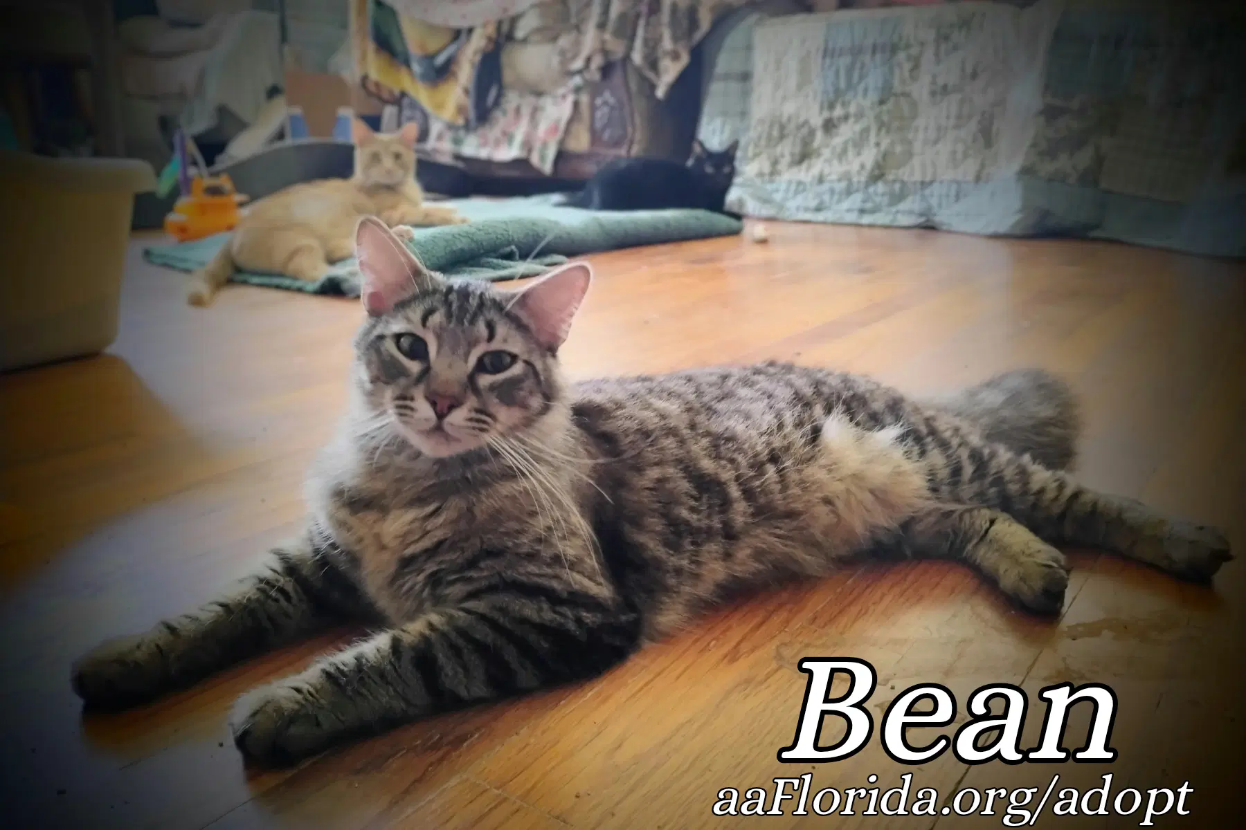 Bean image 2