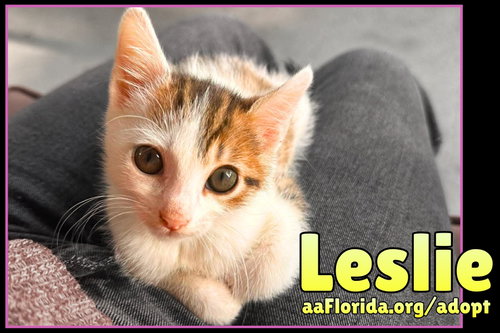 Leslie, Domestic Short Hair / Mixed, cat for adoption in Pensacola, Florida