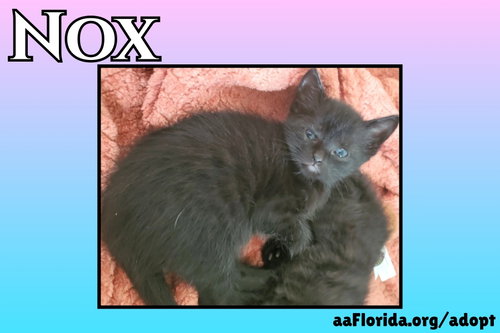 Nox, an adoptable Domestic Medium Hair in Pensacola, FL