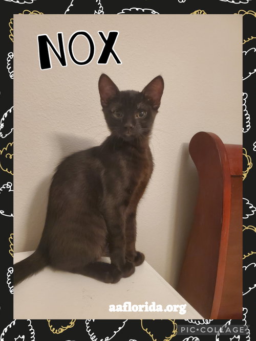 Nox, a cat for adoption from Animal Allies Florida
