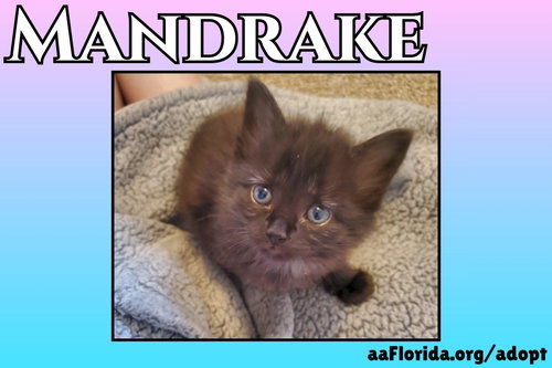 Mandrake, an adoptable Domestic Medium Hair in Pensacola, FL