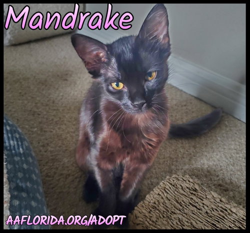 Mandrake, a cat for adoption from Animal Allies Florida