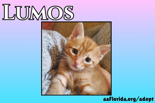 Lumos, an adoptable Tabby in Pensacola, FL