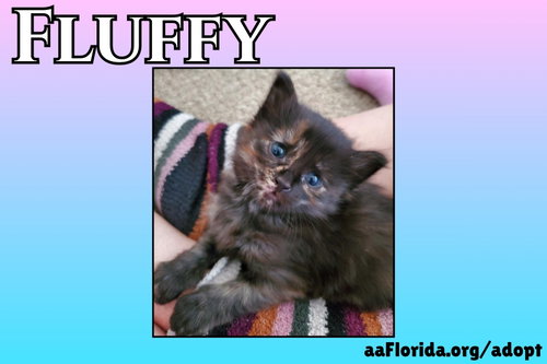 Fluffy, an adoptable Domestic Medium Hair in Pensacola, FL