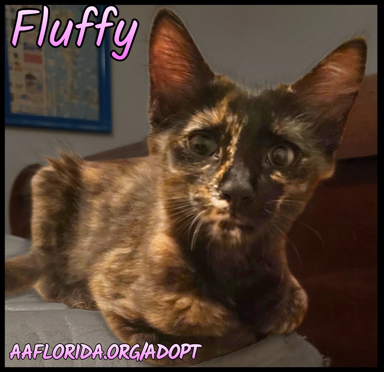 Fluffy
