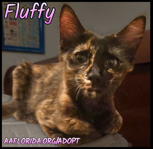 Fluffy, a cat for adoption from Animal Allies Florida