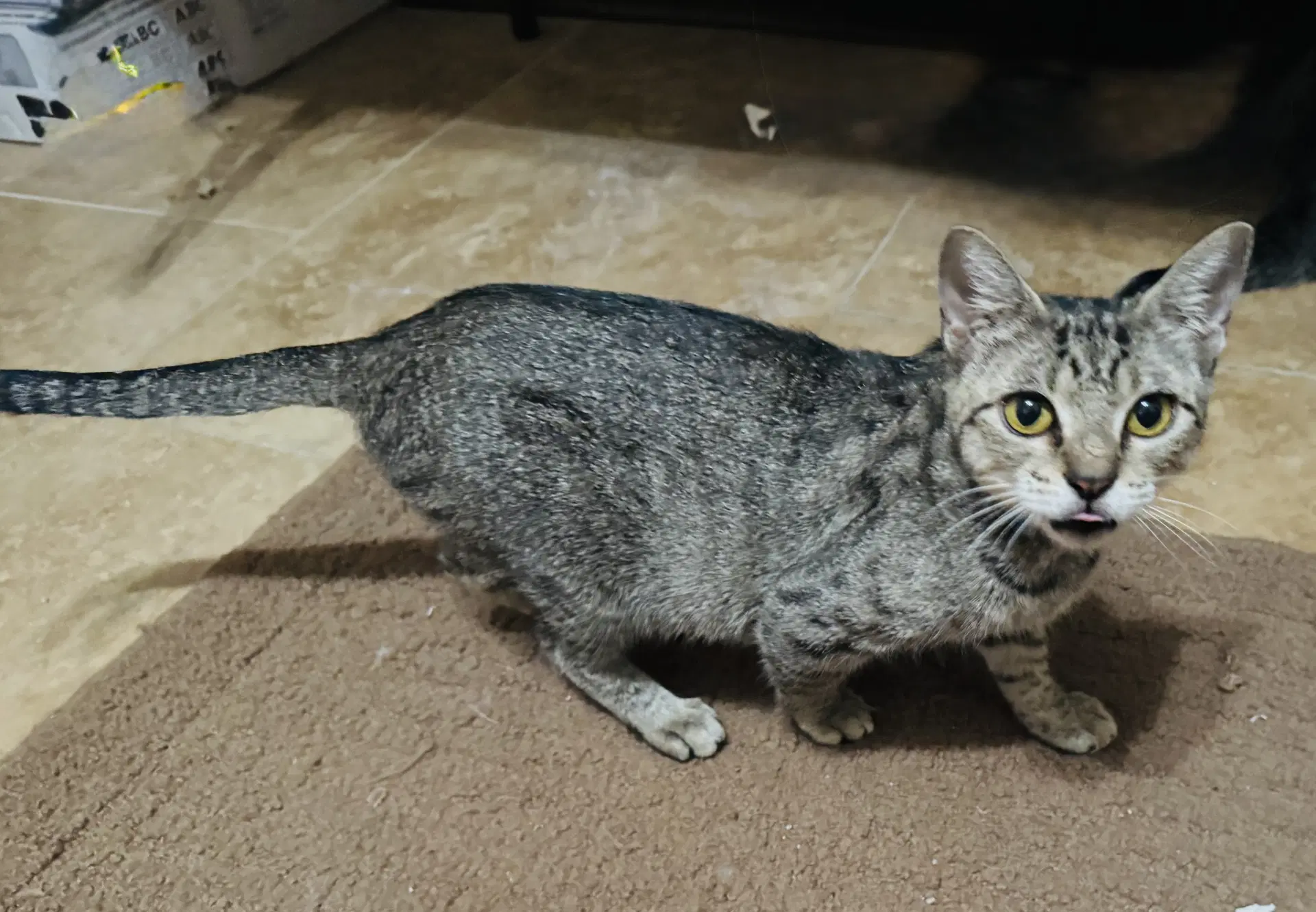 Bea - Domestic Short Hair