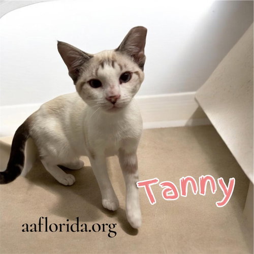 Tanny, an adoptable Siamese in Pensacola, FL
