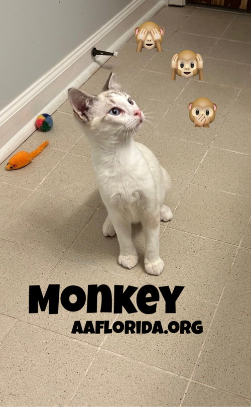 Monkey, an adoptable Siamese in Pensacola, FL